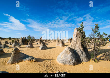 Die Pinnacles Kalkstein-Formationen, Nambung National Park, Western Australia Stockfoto