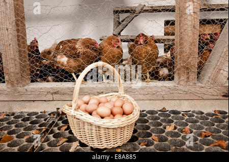 Korb mit Eiern im Hühnerstall auf Bio-Bauernhof Stockfoto