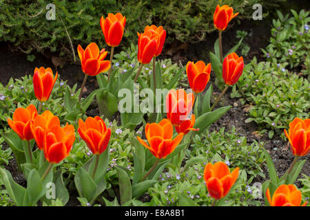 Orange Tulpen und Vergissmeinnicht im Frühjahr Stockfoto