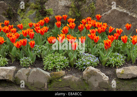 Orange Tulpen und Vergissmeinnicht im Frühjahr Stockfoto