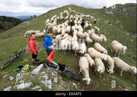 zwei Mountainbiker eine Pause mit einer Herde von Schafen, Slatnik, Istrien, Slowenien Stockfoto