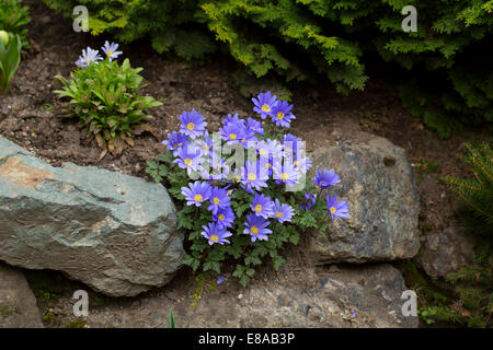 Griechische Windflower, Anemone blanda Stockfoto