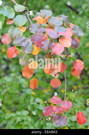 rot, gelb und orange im Herbst Blätter der Birnbäume, isolierten Zweig Stockfoto