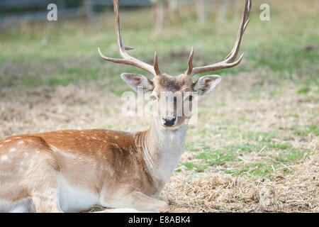 Rehe gesichtet / Chital (Axis Axis) sitzen auf dem Feld Stockfoto