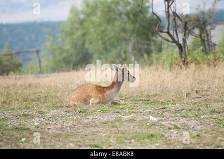 Rehe gesichtet / Chital (Axis Axis) sitzen auf dem Feld Stockfoto