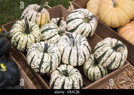 Malvern Herbst RHS zeigen 2014 Squash "Süße Knödel" Stockfoto