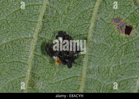 Asiatische Marienkäfer - Harlekin-Marienkäfer - Multicolored Asian Lady Beetle (Harmonia Axyridis) neue geboren Larven Stockfoto