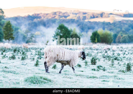 Am frühen Morgen mit Blick auf ein Feld von Schafen in Bolton Abbey Immobilien Stockfoto