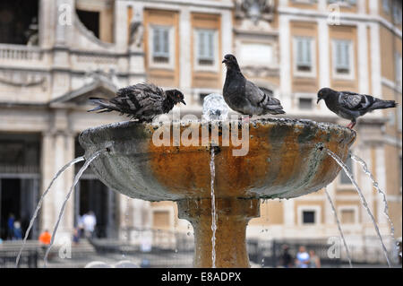 Tauben in Brunnen Stockfoto