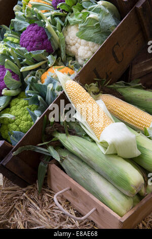 Herbsternte Gemüsesorten auf einem Bauernmarkt mit verschiedenen Regenbogenerben Blumenkohl- und Zuckermaismärkten Großbritannien Stockfoto