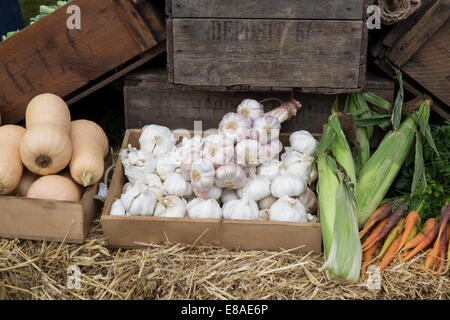 Malvern Herbst RHS zeigen 2014 Knoblauch - Regenbogen-Karotten - Butternut-Kürbis und Mais Stockfoto