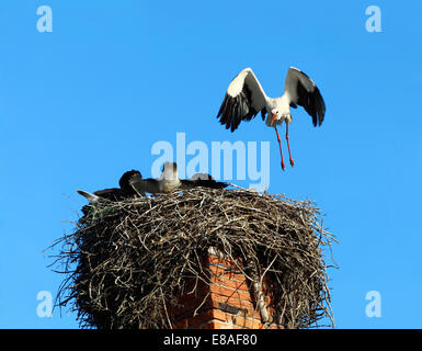 Storch fliegen zurück, um mit Kindern am blauen Himmelshintergrund verschachteln Stockfoto