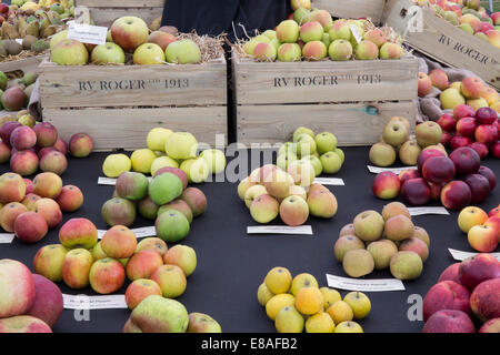 Ausstellung von traditionellen Apfelsorten auf einer Show Farmers Market Äpfel einschließlich Sorten „Ashmead's Kernel“ „Allington Pippin“ Malvern Herbstshow UK Stockfoto