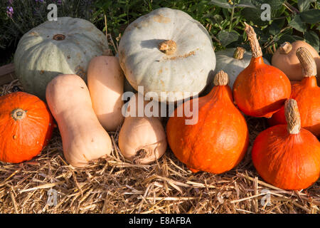 Herbsterntegemüse wird auf einem Bauernmarkt mit verschiedenen Kürbissen Kürbisse Kürbisse Kürbisse Kürbisse Uchiki Kuri - Butternut Sweet Heat UK gezeigt Stockfoto