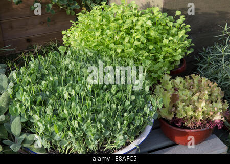 Micro Greens wächst - Erbsenausläufer Micro Greens - Winter Purslane Claytonia und Salat Lollo Rossa wächst in Töpfen Containers England GB Stockfoto
