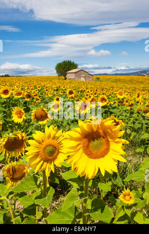 Wunderschöne Landschaft mit Sonnenblumenfeld über blauen Wolkenhimmel Stockfoto