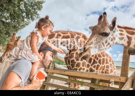 Babymädchen auf Väter Schultern Fütterung Giraffen im zoo Stockfoto