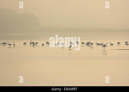 Herde von Flamingos (Phoenicopterus Roseus) Fütterung im nebligen See im Morgengrauen, Putzu Idu, Sardinien, Italien Stockfoto