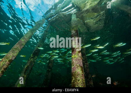 Fische schwimmen unter willkommen Jetty, niedrigen Winkel, Uepi Island, Neubritannien, Salomonen Stockfoto