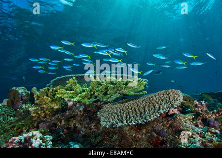 Füsilier Fisch über Steinkorallen Stockfoto