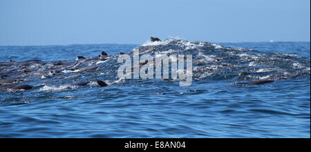 Eine Gruppe von Dichtungen in ein gefundenes Fressen bekommen in Monterey Bay in Kalifornien Stockfoto