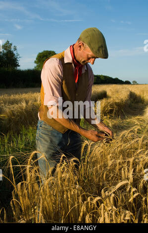 Landwirt im Bereich der Gerste Stockfoto