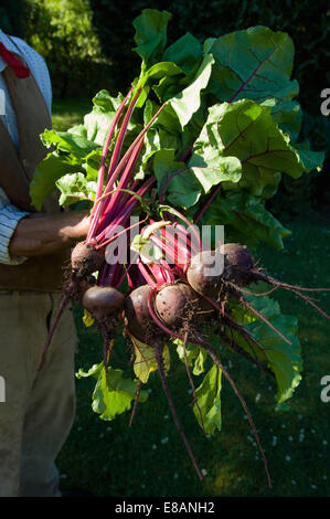 Landwirt mit Trauben von rote Beete Stockfoto