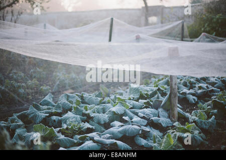 Netze für Pflanzen im Garten Küche am nebligen Morgen Stockfoto