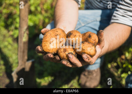 Gärtner halten frisch gegraben Kartoffeln Stockfoto