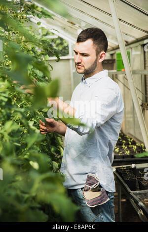Gärtner im Gewächshaus Stockfoto