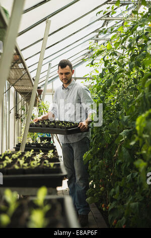 Gärtner im Gewächshaus Stockfoto