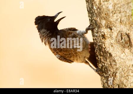 Rot-entlüftet Bulbul (Pycnonotus Cafer), Yala-Nationalpark, Sri Lanka Stockfoto