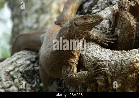 Land-Waran (Varanus Bengalensis), Yala-Nationalpark, Sri Lanka Stockfoto