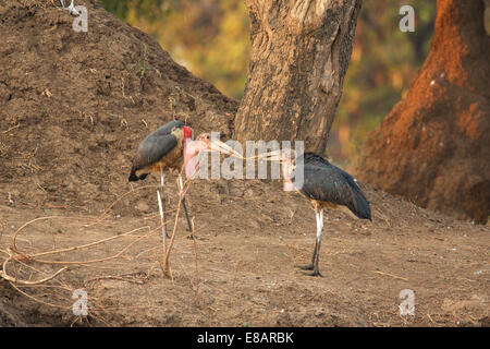 Zwei Marabu Störche (Leptoptilos Crumeniferus) streiten sich um einen Stock, Mana Pools Nationalpark, Simbabwe Stockfoto