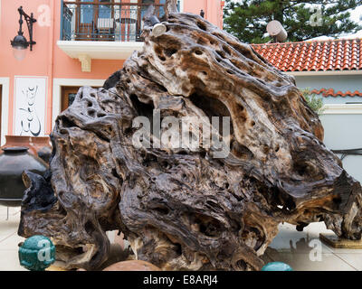 Ein riesiger Baum Wurzelwerk als Gartenverzierung im Dorf Fiscardo auf die Insel Kefalonia in Griechenland Stockfoto