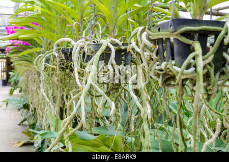 Orchideen Wurzeln auf Plastiktopf in Plantage von Thailand, hohe Tiefenschärfe Stockfoto