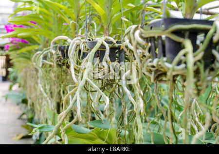 Orchideen Wurzeln auf Plastiktopf in Plantage von Thailand, geringe Schärfentiefe Stockfoto