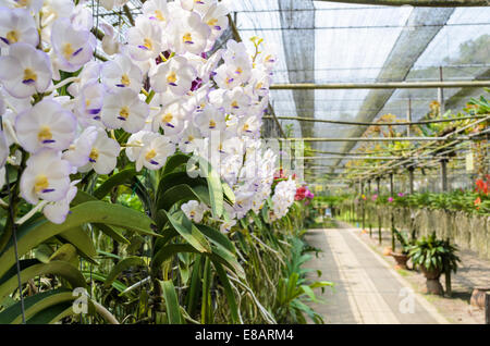 Weiße Orchideen blühen an Topf in Plantage von Thailand Stockfoto