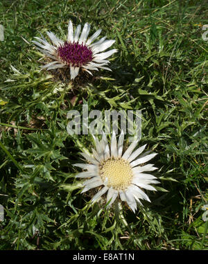 Zwei silberne Disteln Stockfoto