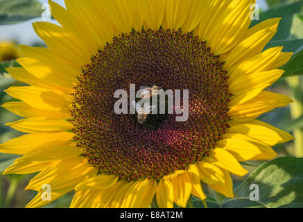 Zwei Bienen auf einer Sonnenblume Stockfoto