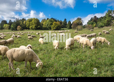 Schafe fressen auf einer Wiese Stockfoto