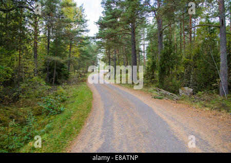 Landstraße in einem Nadelwald im Herbst Stockfoto