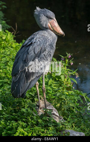 Schuhschnabel / Whalehead / Schuh-billed Storch (Balaeniceps Rex) ursprünglich aus tropischen Ostafrika Stockfoto