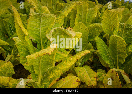 Ein Feld von Tabakpflanzen sind ausgereift und bereit für die Ernte Stockfoto