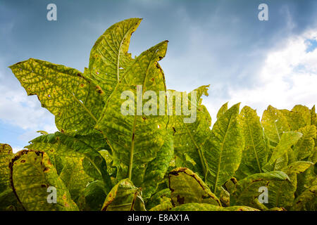 Ein Feld von Tabakpflanzen sind ausgereift und bereit für die Ernte Stockfoto