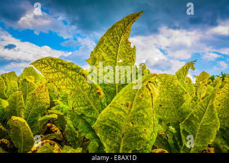 Ein Feld von Tabakpflanzen sind ausgereift und bereit für die Ernte Stockfoto