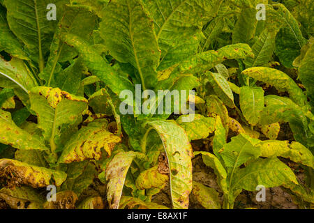 Ein Feld von Tabakpflanzen sind ausgereift und bereit für die Ernte Stockfoto