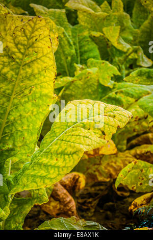 Ein Feld von Tabakpflanzen sind ausgereift und bereit für die Ernte Stockfoto