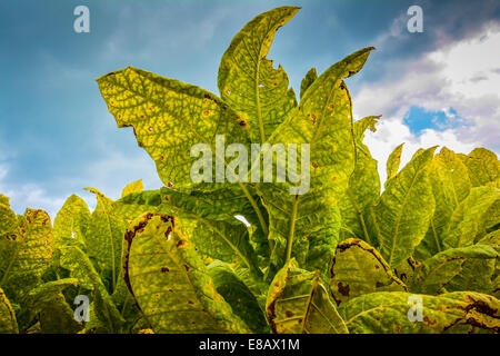 Ein Feld von Tabakpflanzen sind ausgereift und bereit für die Ernte Stockfoto