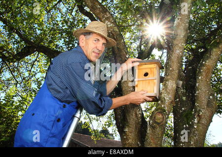 Ein Mann, ein Nistkasten in einen Baum hängen Stockfoto